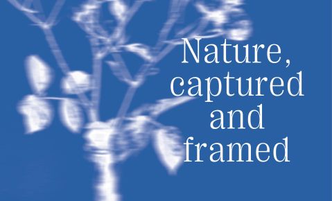 20250520_Nature-captured-framed_843*510